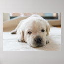 Suche nach goldener labrador poster Dog