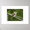 Suche nach kookaburra poster Tiere