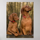 Suche nach vizsla poster Welpen