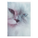 Suche nach große katzen poster Flauschige katze