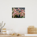 Suche nach orchideen blume poster Botanisch