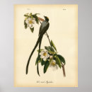 Suche nach audubon poster Vintag