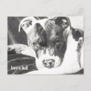 Suche nach pitbulls postkarten Stier