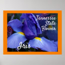 Suche nach iris blume poster Blau