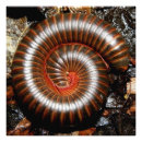 Suche nach wanzen kunst Natur