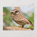 Suche nach eule postkarten Portrait
