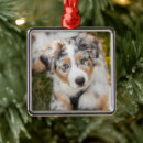 Suche nach reinrassiger hund ornamente Welpe