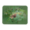 Suche nach orbe magnete Spinne