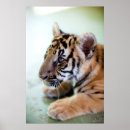 Suche nach tiger poster Junges tier