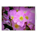 Suche nach primel postkarten Natur