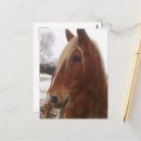 Suche nach gelding Winter