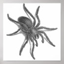 Suche nach schwarze spinnen poster Käfer