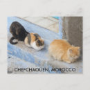 Suche nach einfrieren postkarten Katze