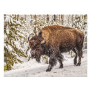 Suche nach amerikanischer bison poster Wildtiere