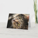 Suche nach tabbykatze karten Niedliche katze