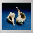 Suche nach artefakte poster Elfenbein