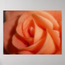 Suche nach orange ros poster Rose