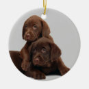 Suche nach schokolade labrador ornamente Welpe