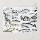 Suche nach cetacea Delfin
