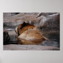 Suche nach braunbären poster Zoo