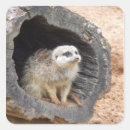 Suche nach meerkat aufkleber Tiere