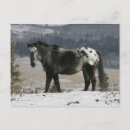 Suche nach appaloosa postkarten Stehend