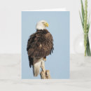 Suche nach eagles karten Vögel