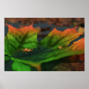 Suche nach breite poster Braun