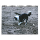 Suche nach zucht kalender Welpen