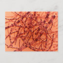 Suche nach mikroskopisch postkarten Biologie
