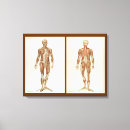 Suche nach vintage anatomie poster leinwandbilder Anatomisch