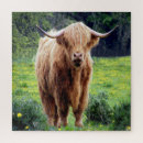 Suche nach bison puzzle Wild