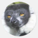 Suche nach lemur aufkleber Wild