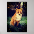 Suche nach roter fuchs poster Wald