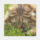 Suche nach augen magnete Hübsche katze