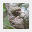 Suche nach faultier magnete Regenwald