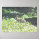 Suche nach wilde hasen poster Kaninchen