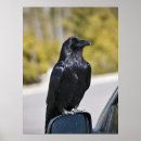 Suche nach schwarze federn poster Tier