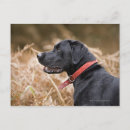 Suche nach labrador retriever postkarten Hund