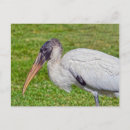 Suche nach storch postkarten Park
