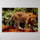 Suche nach jaguar kunst Wild lebende tiere