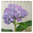 Suche nach lila lavendel fliesen Blühen