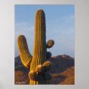 Suche nach arizona kaktus poster Tucson