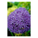 Suche nach allium poster Natur