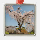 Suche nach kirschbaum ornamente Kirschblüte