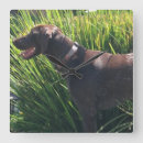 Suche nach hunting dog poster German