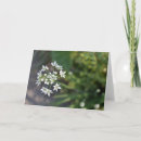 Suche nach weiße blumen karten Blumenreich