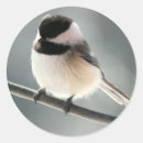 Suche nach schwarzer vogel aufkleber Fotografie