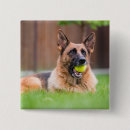 Suche nach hirten buttons Tier