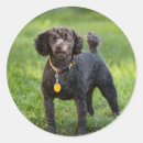 Suche nach poodle aufkleber Niedlich